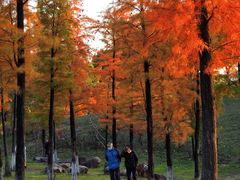 -飞来湖湿地公园