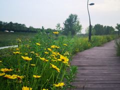 -洨河生态公园