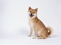 -艾吉宠物医院·疑难杂症转诊中心·猫友好(碧江路院)