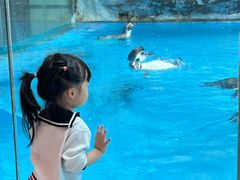 -帝企鹅自助餐厅•儿童岛•真企鹅(长隆企鹅酒店)