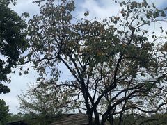 -满記土窑烧鷄波浪山莊
