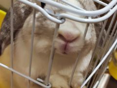 -猫猫幼稚园·撸猫·桌游·电玩
