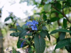-深圳仙湖植物园