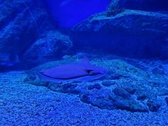 -海合安武汉极地海洋公园