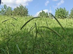 -两河城市森林公园