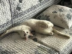 -芭比堂动物医院·犬猫全科·异宠专科(雁塔分院)