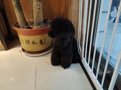 -精灵岛宠物生活馆(洪泽花园店)
