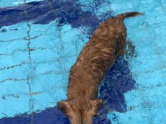 -趣玩宠物乐园寄养训犬训狗游泳池