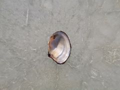 -北京麋鹿生态实验中心