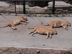 -大连森林动物园