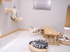 -飞行喵MR PILOT|猫舍·猫咖(静安大融城店)