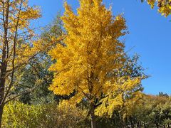 -北京西山国家森林公园