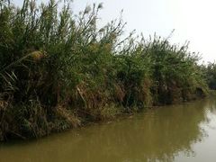 android_upload_pic-大湾区中央湿地公园
