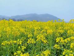 -西京湾花海