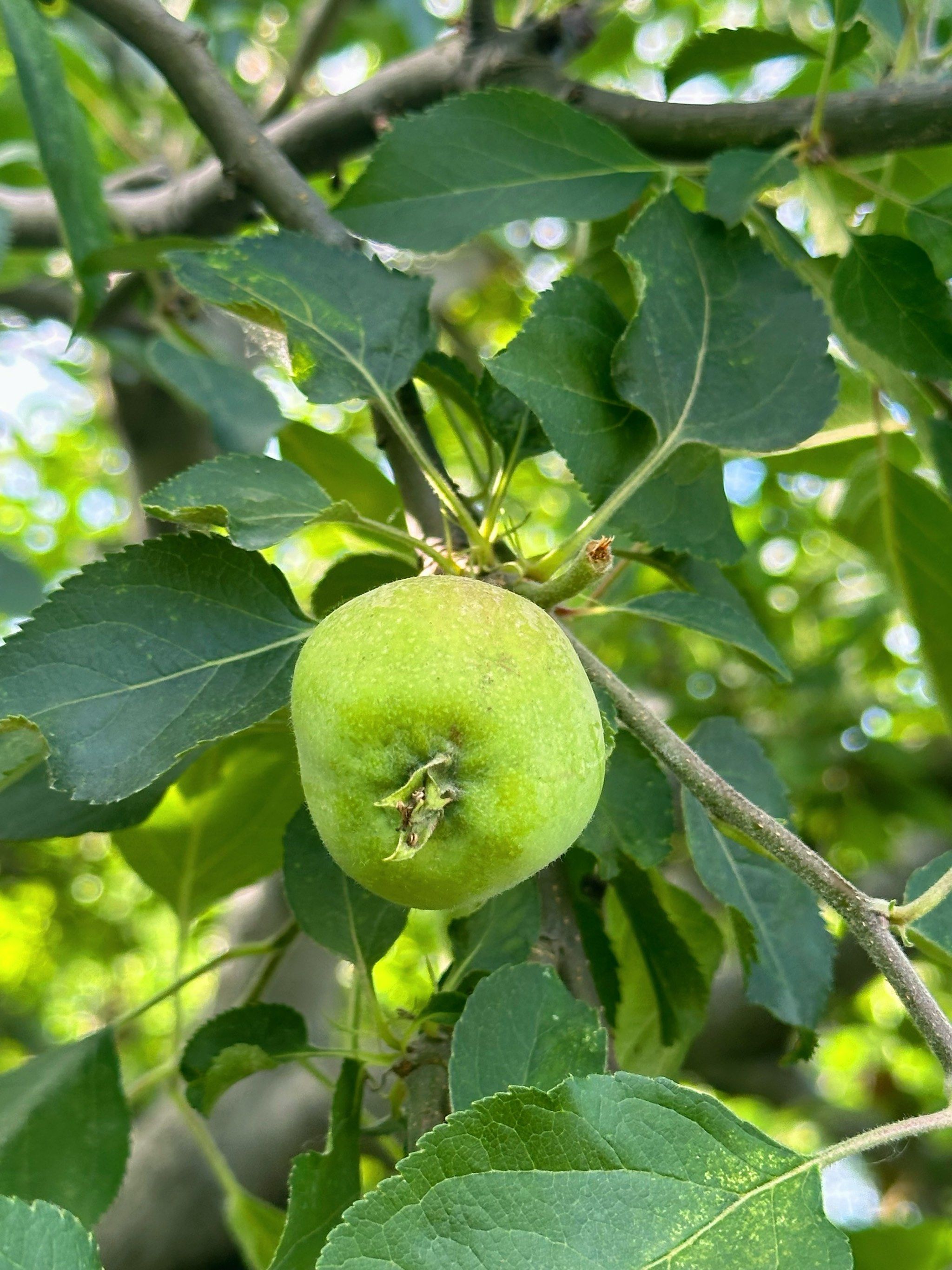 上海市区的苹果树