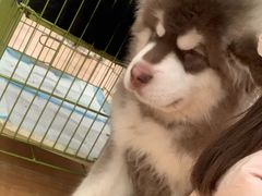 -Let's go狗咖·猫咖·奶狗·桌游(春熙路IFS店)