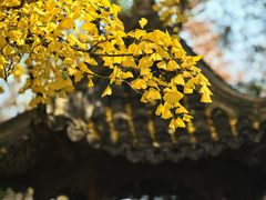 -秋霞圃