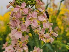 -中国天府农业博览园