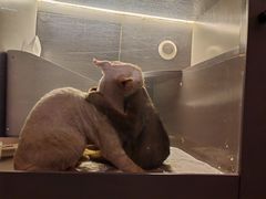 -猫大福·Fortune Cat猫舍(百子湾店)
