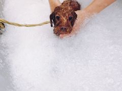 -PETKIT小佩宠物(古北店)