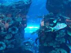 -迪拜水族馆及水下动物园