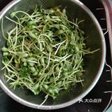 自家种的黑豆芽炒着吃