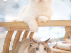-飞行喵MR PILOT|猫舍·猫咖(静安大融城店)