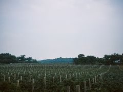 -北京张裕爱斐堡酒庄