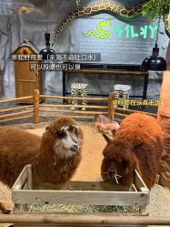 -Zoolung Zoolung动物主题公园(海信广场店)