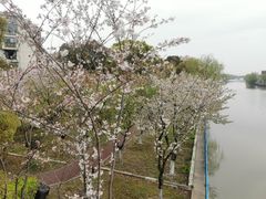 -高东镇樱花园