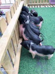 -萌宠亲子动物乐园(槐房万达店)