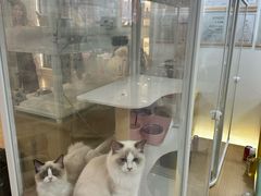 -翊宠yipet猫狗购宠庄园犬舍•猫舍