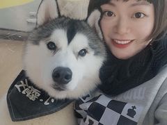 -Husky Go! 哈士奇体验馆·宠物咖啡厅狗咖