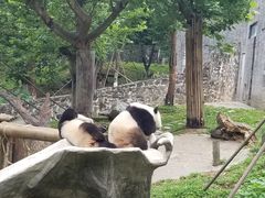 -都江堰中华大熊猫苑