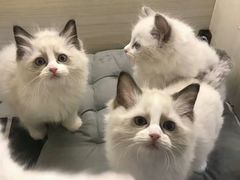 -喵zoo家庭繁育猫舍(尖东智能花园店)