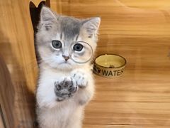 -猫十亿·布偶金渐层·曼基康矮脚猫舍(青年路店)