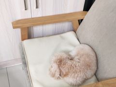 -瑞派康怡24h宠物医院·犬猫医疗中心·微创绝育(瑞景分院)