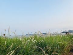 -野狸岛