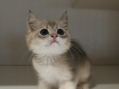 -东方名猫馆·英短金渐层布偶猫舍(环线广场1号楼店)