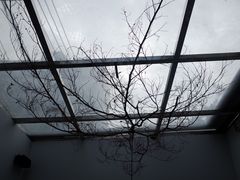 -素咫咖啡CLIFEROSE