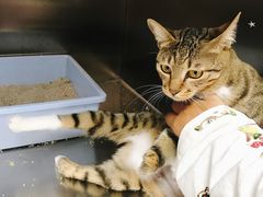-创凡宠物医院·骨专科  猫科中心(西乡分院)