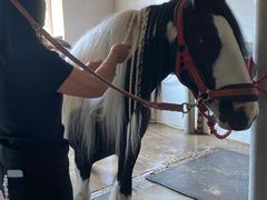 -北京群众马术培训基地