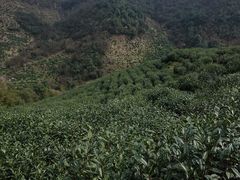 -东白山