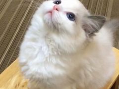 -1013 PET SHOP精品宠物商店(丁香店)