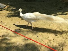 -泉州海丝野生动物世界