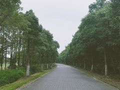 -上海海湾国家森林公园