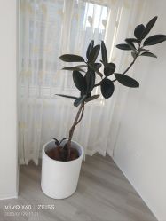 -HEYAN荷妍专业脱毛连锁机构