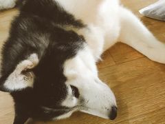 -Husky Go! 哈士奇体验馆·宠物咖啡厅狗咖