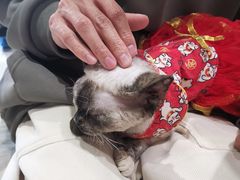 -藏猫猫咖啡主题馆(中央大道店)