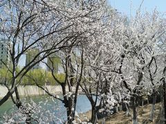 -桃花堤公园
